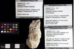 Foto (Objket + Etiketten) von Discutiolira moesica (Muţiu & Bădăluţă, 1971) 